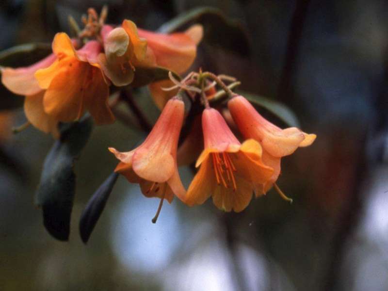 R. cinnabarinum ssp. cinnabarinum, Bhutan 2800m. Foto: Y. Doi